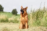 BERGER ALLEMAND 786